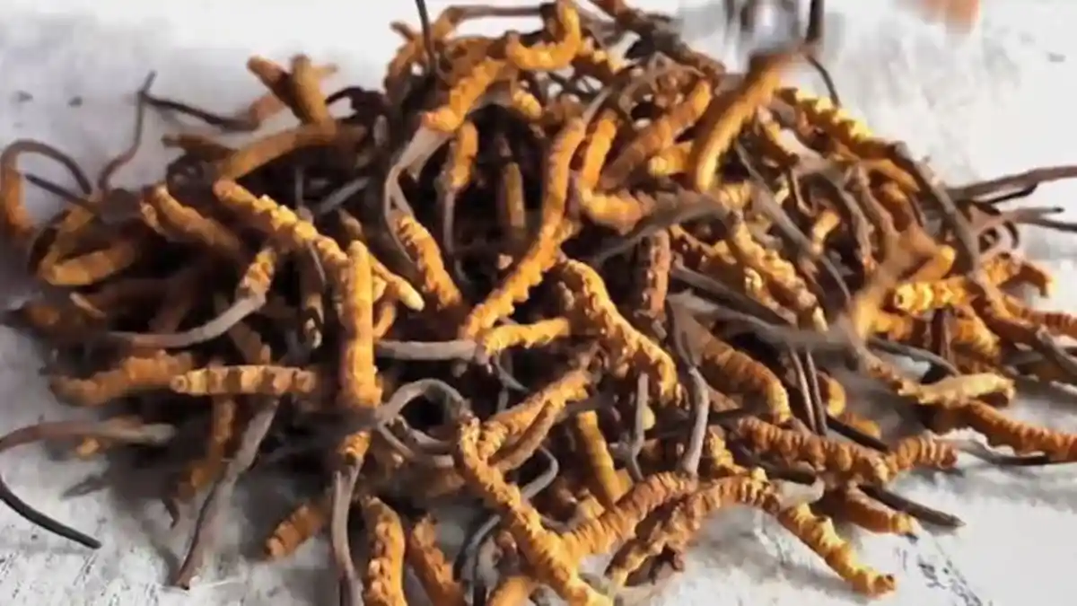 Yarsagumba, 'Obat Kuat' dari Himalaya yang Harganya Lebih Mahal dari Emas