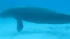 Duyung-yang-memiliki-nama-ilmiah-Dugong-dugon.jpg