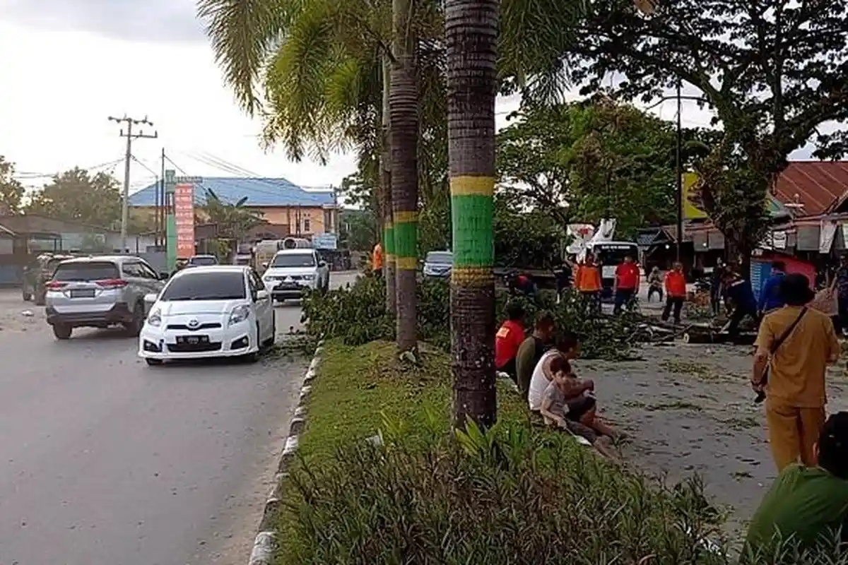 Pohon di Jalan Buburanda Kendari Sulawesi Tenggara Ditebang, Arus Lalu Lintas Sempat Dialihkan