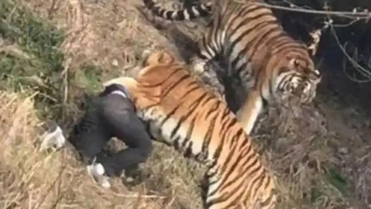 VIDEO: Harimau Mangsa Pria Tiongkok setelah Menyelinap ke Kebun Binatang