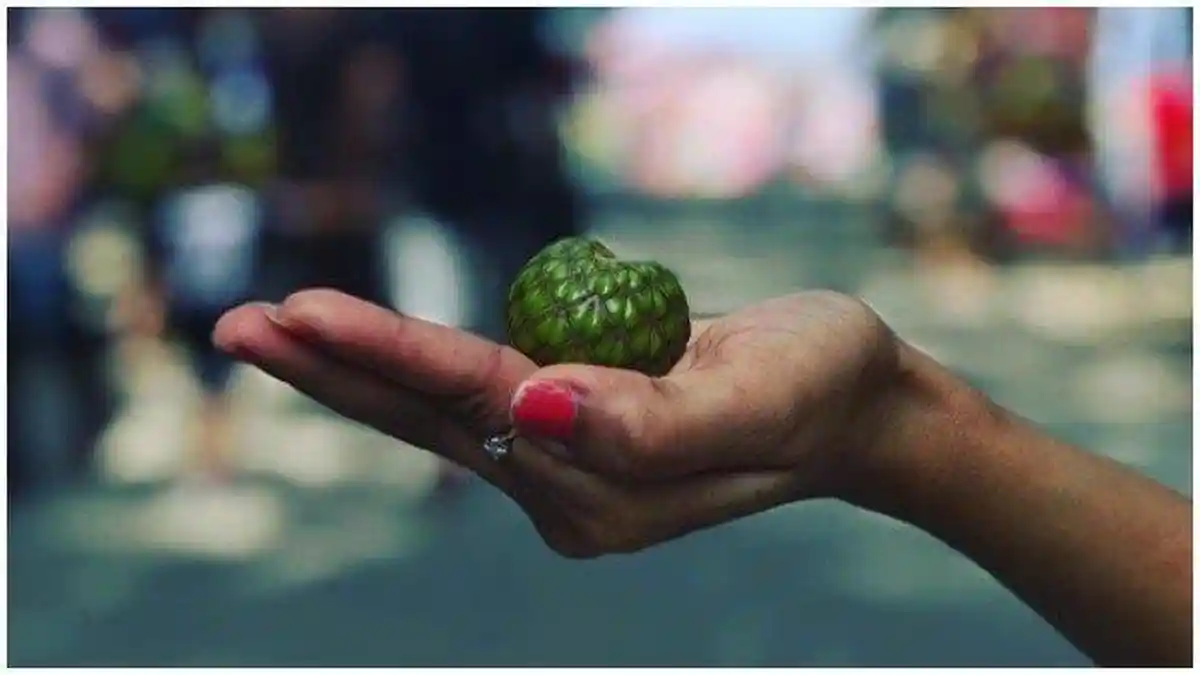 Tak Banyak yang Tahu, Inilah Manfaat Buah Rumbia untuk Kesehatan Tubuh ...