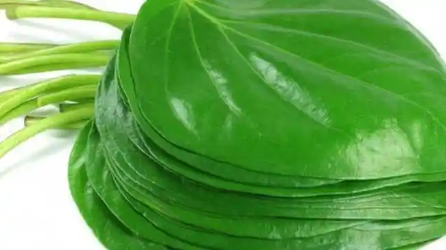 daun-sirih-dan-manfaatnya.jpg