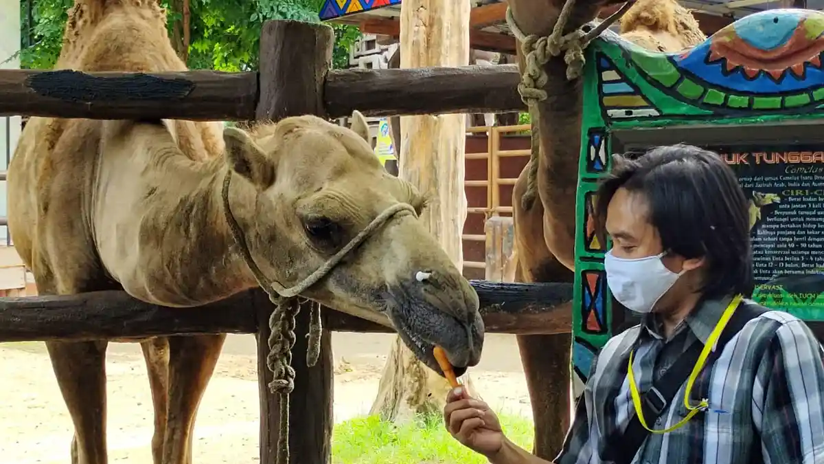 Libur Natal 2020, Maharani Zoo dan Goa Lamongan Masih Sepi Pengunjung