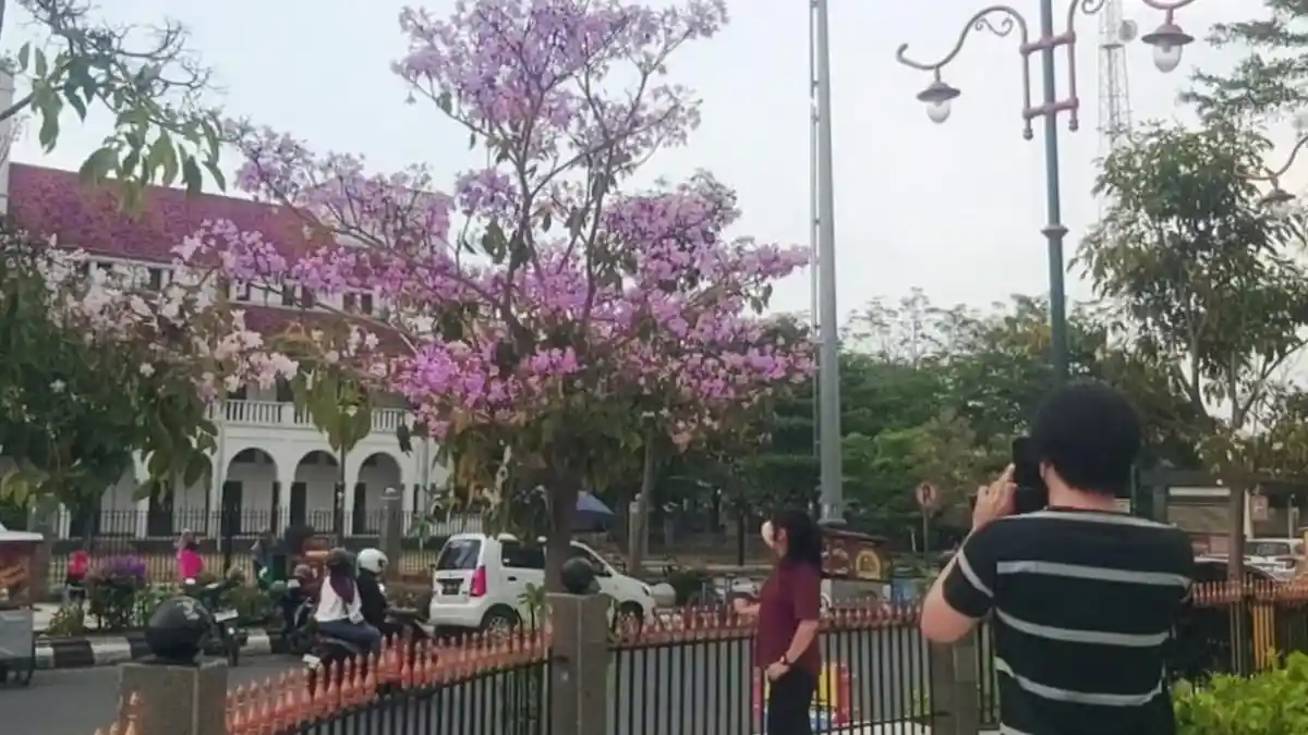 Anggun! Bunga Tabebuya di Jalan Protokol Kota Tegal Bermekaran