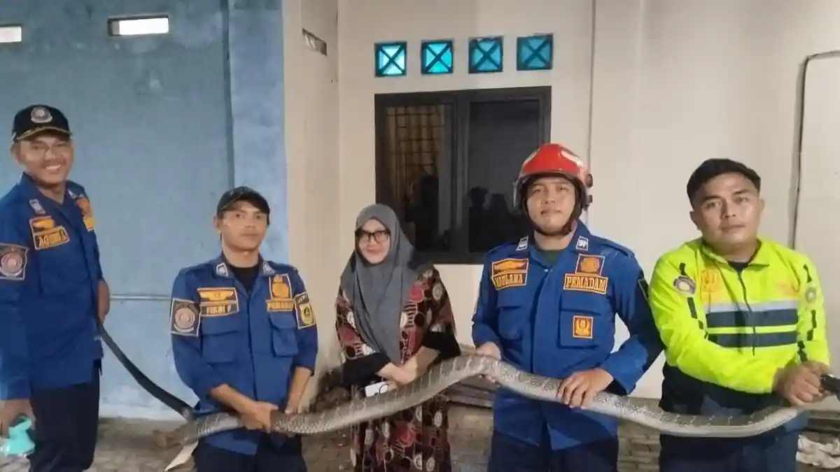 Ngeri! Ular King Kobra Sepanjang 4 Meter Masuk Garasi Rumah Warga Parungpanjang Bogor
