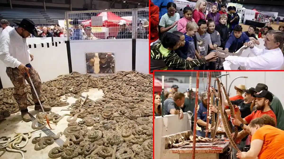 Astaga! Ribuan Ular Ini Malah Ketakutan Ketika Mengepung Seorang Pria, Kok Bisa?