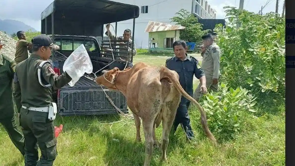 Satpol PP dan WH Aceh Besar Kembali Amankan Ternak Warga Yang Berkeliaran di Jalan