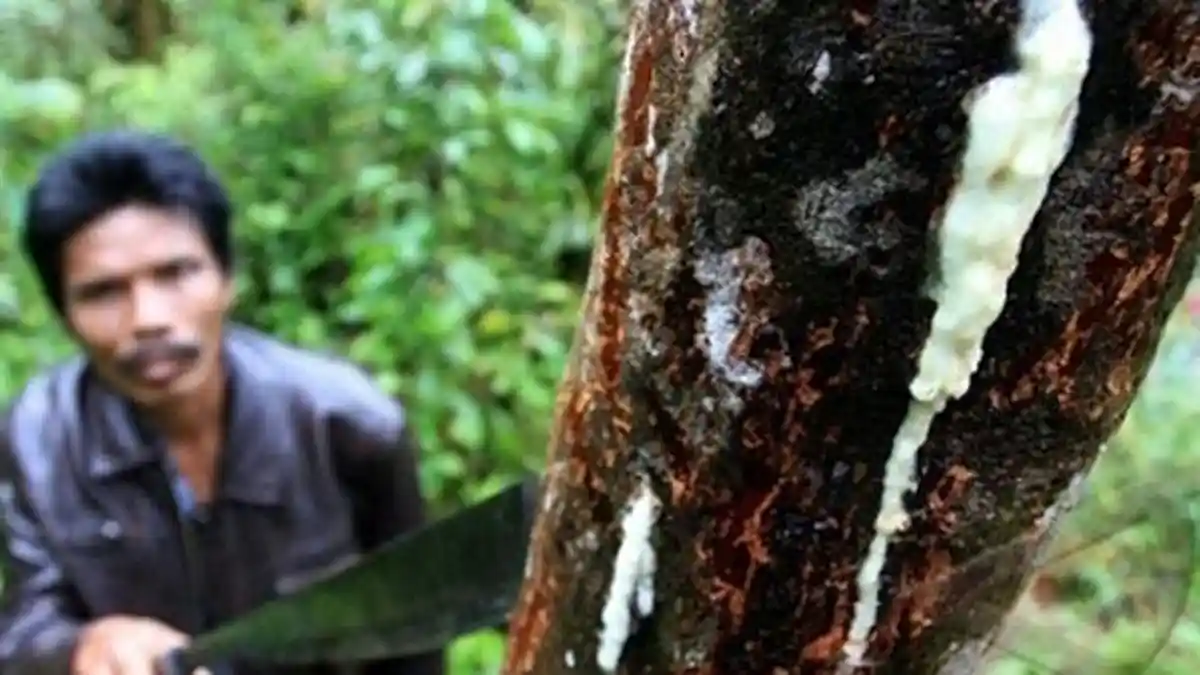 Wow! Pohon Kemenyan Baru Ditemukan, Harga Getahnya Capai Rp 6,6 Juta Per Kilogram