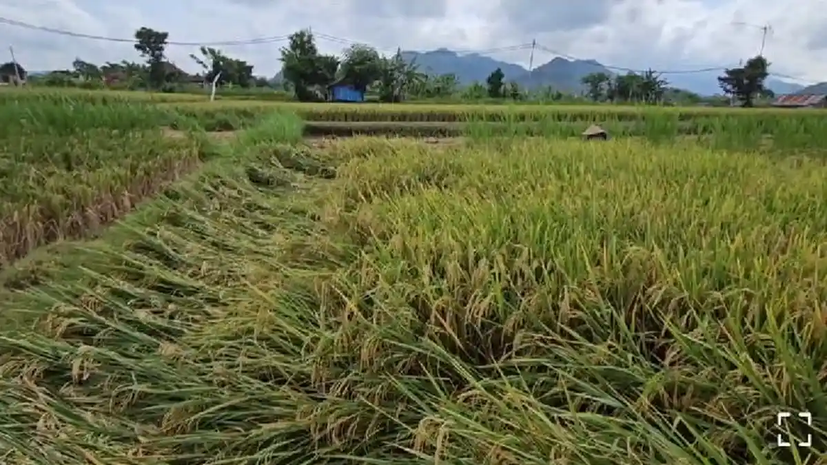 Dampak Hujan Disertai Angin Kencang di Klungkung Bali, Padi Siap Panen Roboh