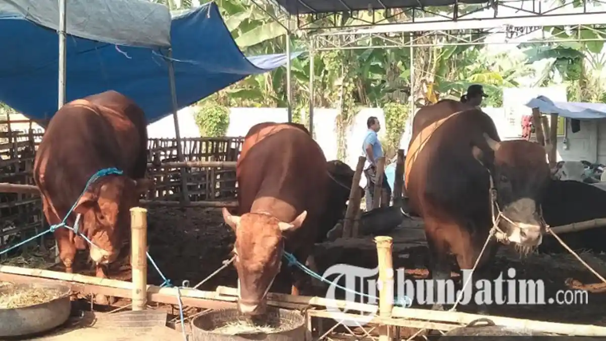 Jatim Bakal Panen 711.824 Ekor Anak Sapi Hasil Inseminasi Buatan di Blitar