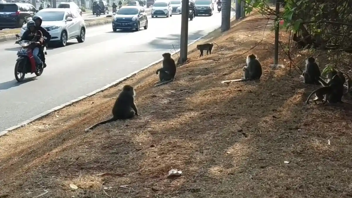 Tak Punya Alat, Dinas Damkar Tangsel Minta Puspiptek Surati BKSDA Tangkap Monyet Liar
