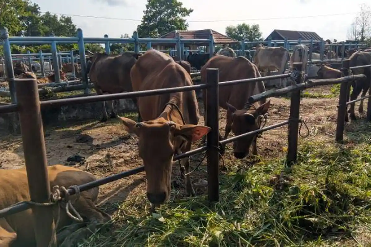 Jelang Idul Adha Sapi Bali Masih Paling Banyak Dicari di Pasar Ternak di Batanghari