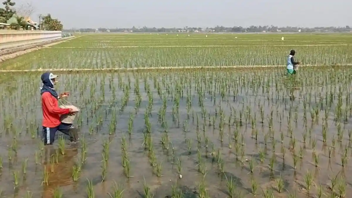 Kenaikan Harga Beras Menguntungkan Kalangan Petani di Karawang
