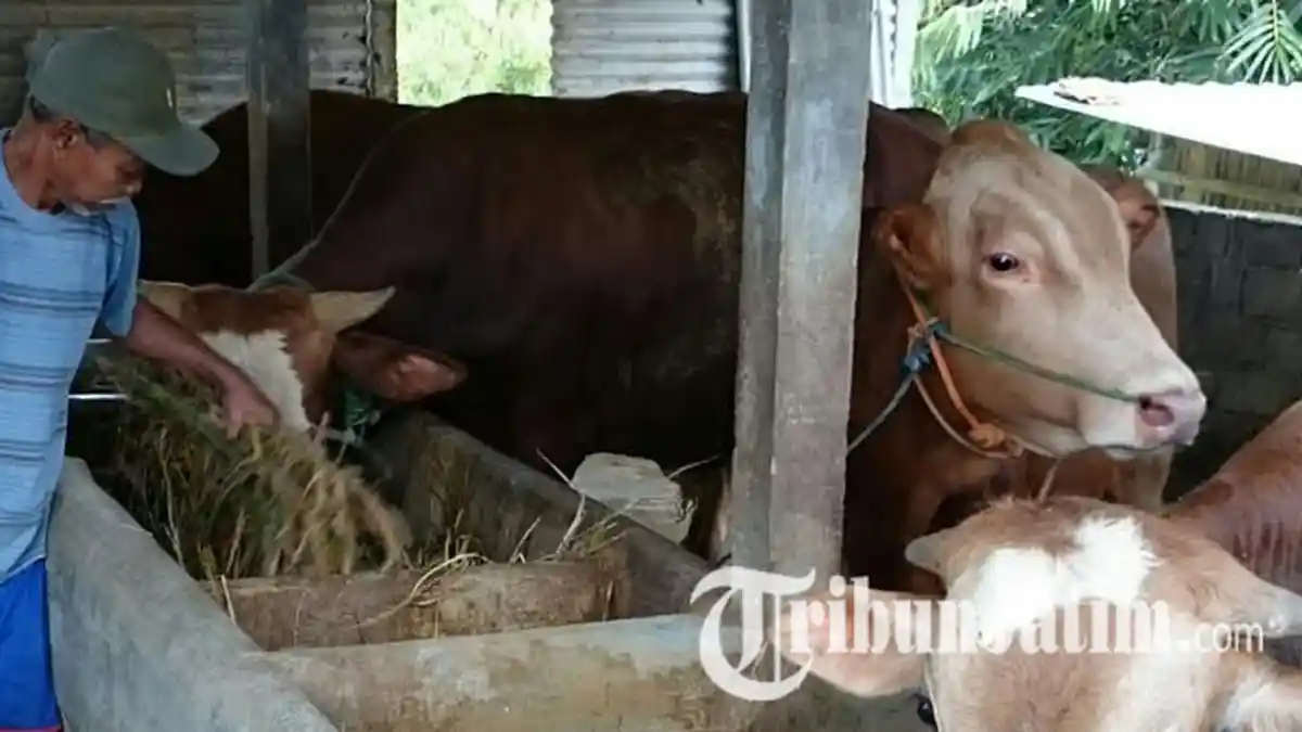 Dana Hibah Peternak Sapi Diduga Dipotong Anggota DPRD, Begini Komentarnya