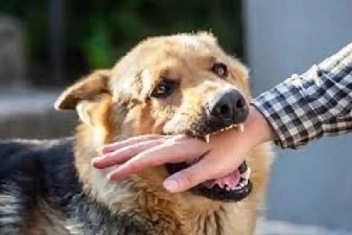 DPRD Ngada Minta Pemerintah Ambil Langkah Strategis atasi Rabies