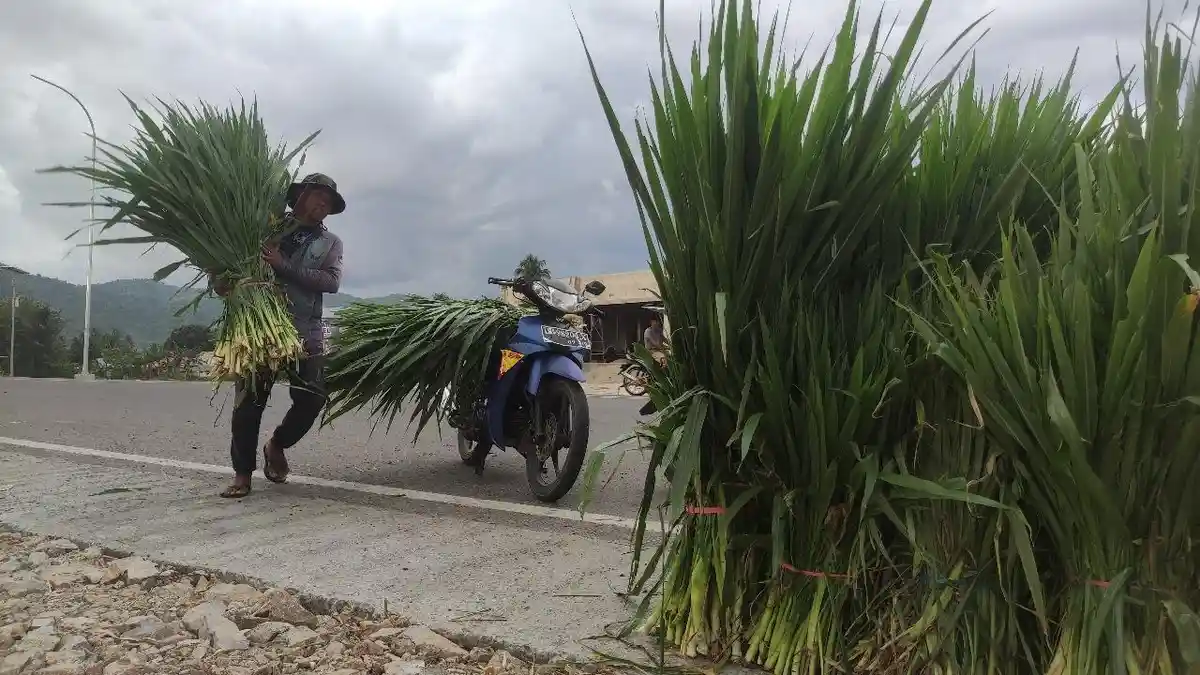 Cerita Kahar, Penjual Rumput Gajah di Gorontalo, Ternyata Raup Jutaan Rupiah per Hari
