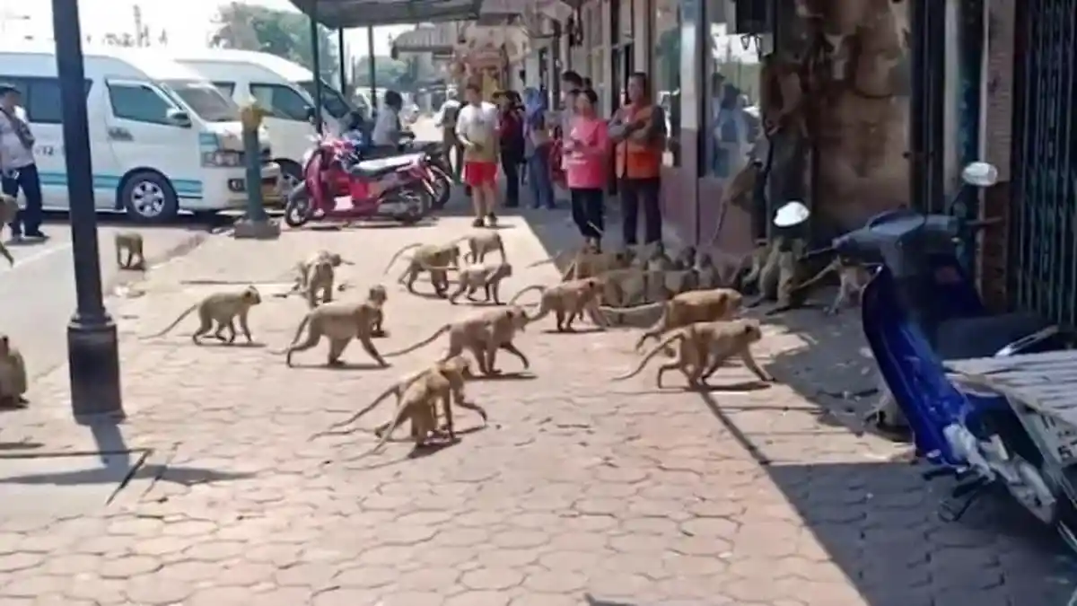 Dampak Corona di Thailand,  Ratusan Monyet Berebut Makanan bak Anjing Liar, Begini Potretnya