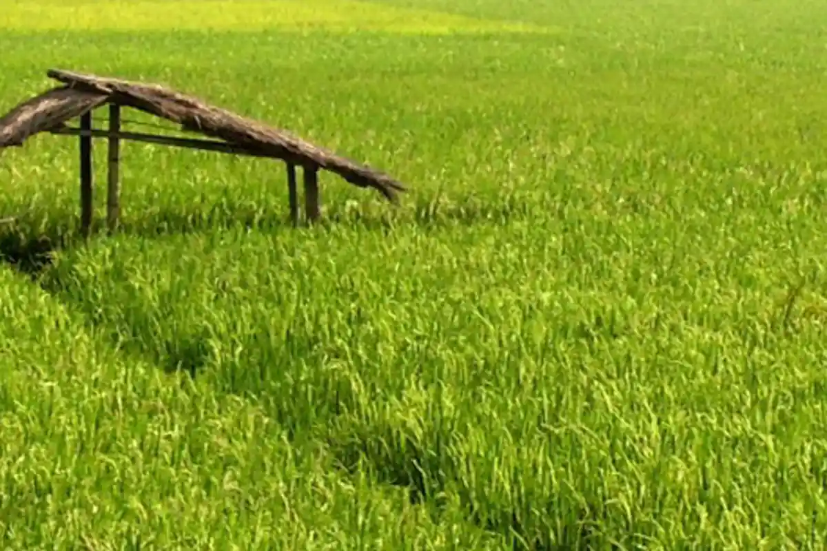 Kompak ke Sawah, Ternyata 2 Pemuda Jember Ini Akan Transaksi Obat Berbahaya