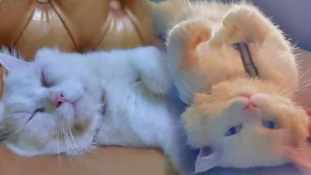 Alasan Kucing Suka Menjilat Sesuatu, Ini Penyebabnya
