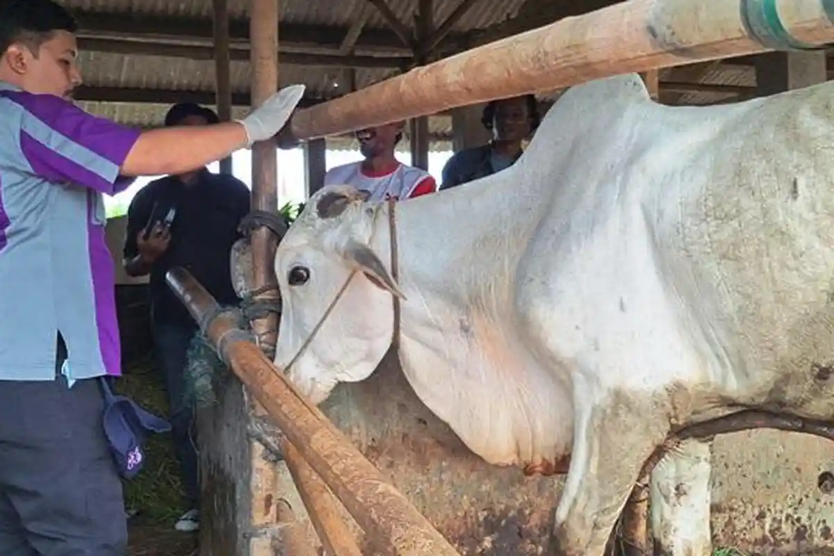 Dinnkanak Banyumas Terima 1.900 Dosis Vaksin PMK Tahap Dua