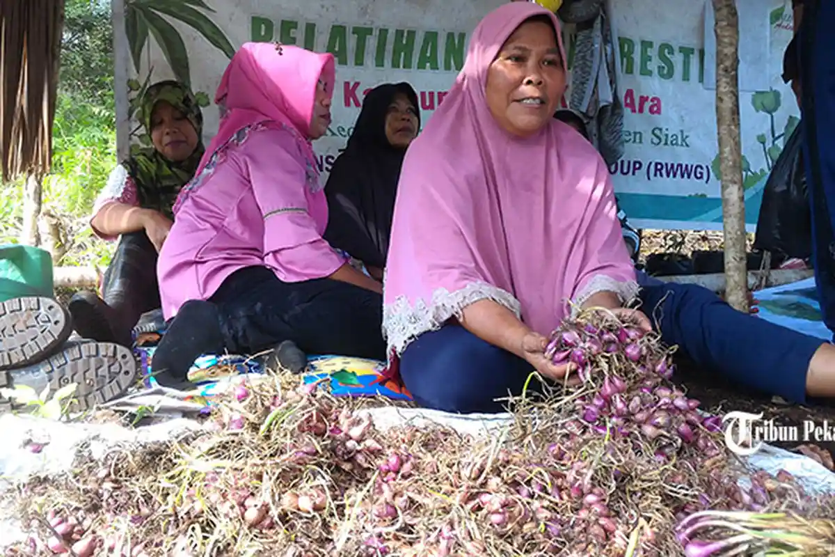 Gabungan Kelompok Tani Ini Patahkan Mitos Tak Bisa Tanam Bawang di Siak, Panen 4 Ton dari 2 Ha Lahan