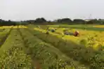 Melihat Budidaya Bunga Krisan di Vietnam