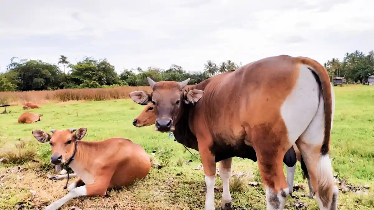 Cara Sembelih Hewan Kurban Idul Adha Disertai Doa Lengkap, Inilah Mereka yang Berhak Dapat Daging