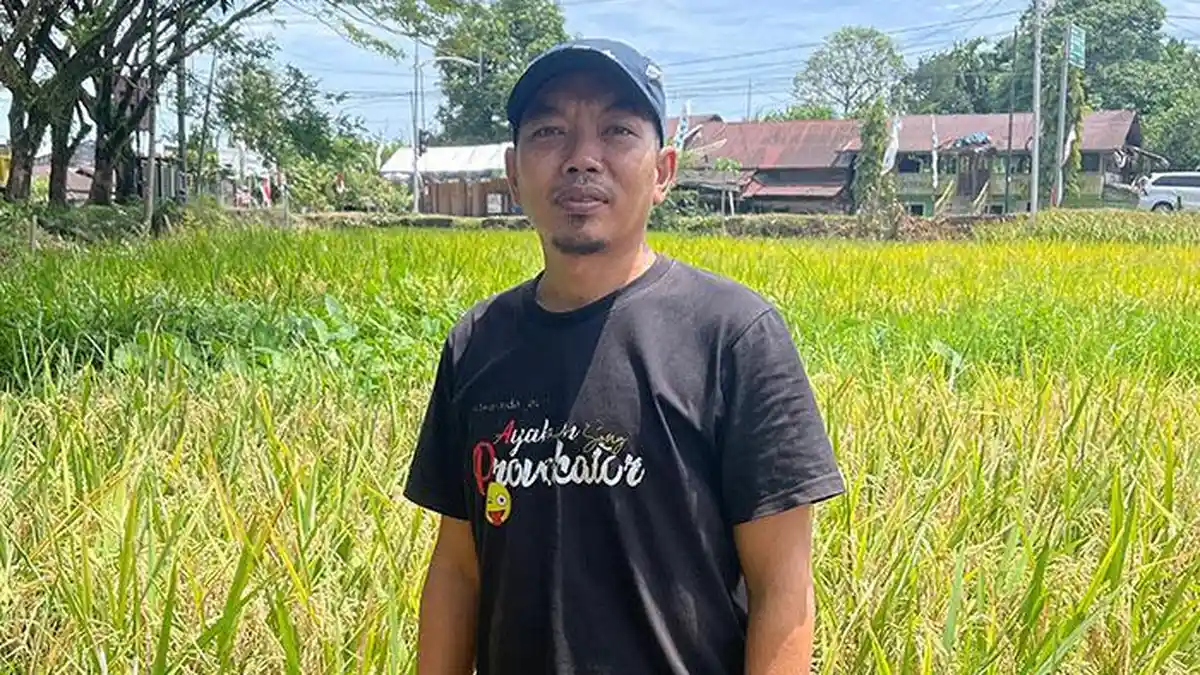 Petani Abdya Menjerit, Harga Gabah Diduga Dimonopoli Tengkulak