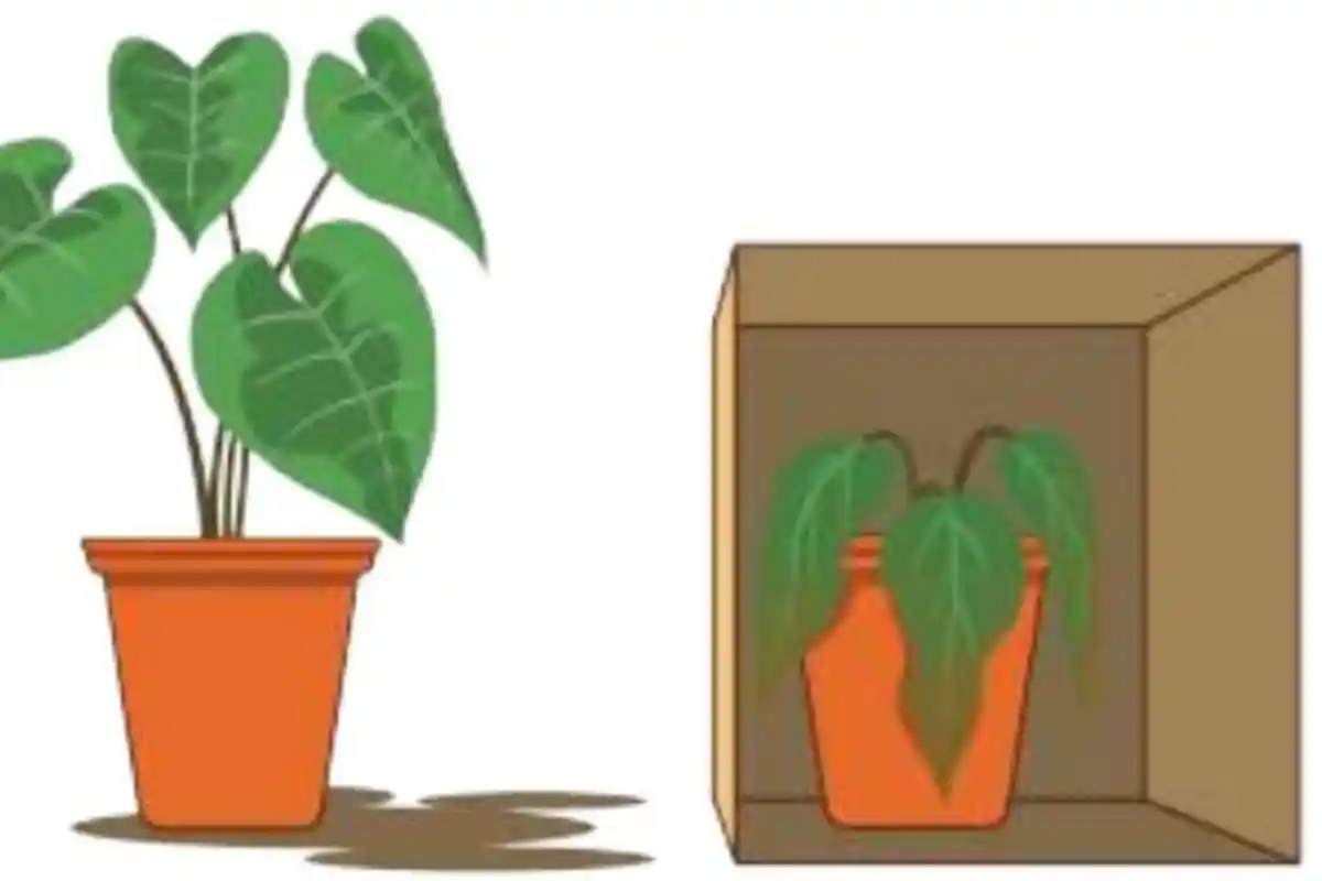 Kunci Jawaban 15 Latihan Soal Pilgan UTS IPAS Kelas 4 SD Kurikulum Merdeka Semester 1 Tahun 2024