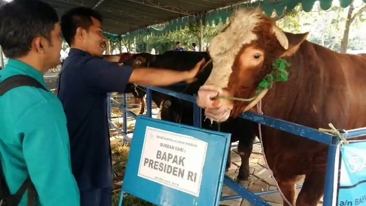 Sapi Kurban Jokowi dari Bojonegoro, Pemenang Lomba Ternak se-Jatim