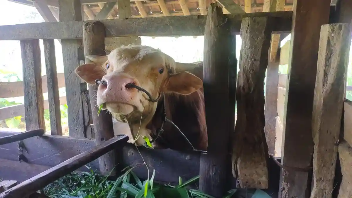 Jelang Idul Adha Majalengka Pastikan Nol Kasus PMK, Sejumlah Sapi Sudah Sembuh Usai Karantina