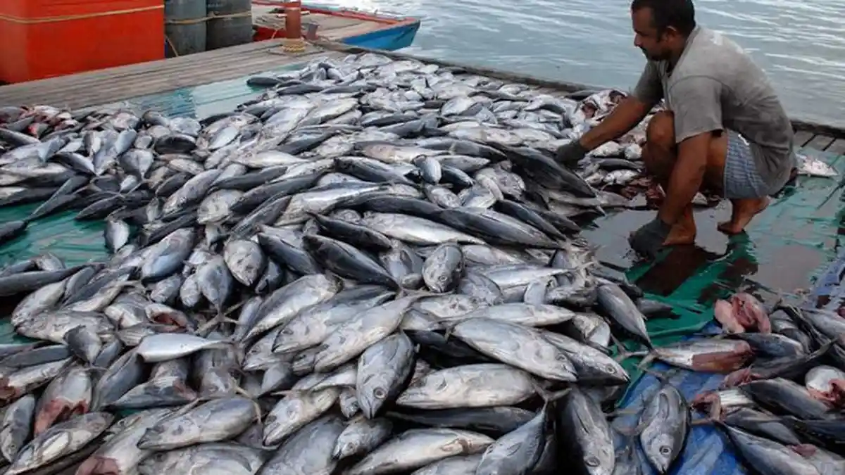 Ciri-ciri Ikan Berformalin & Tanpa Formalin, Cek Bau dan Warna hingga Reaksi Dihinggapi Lalat