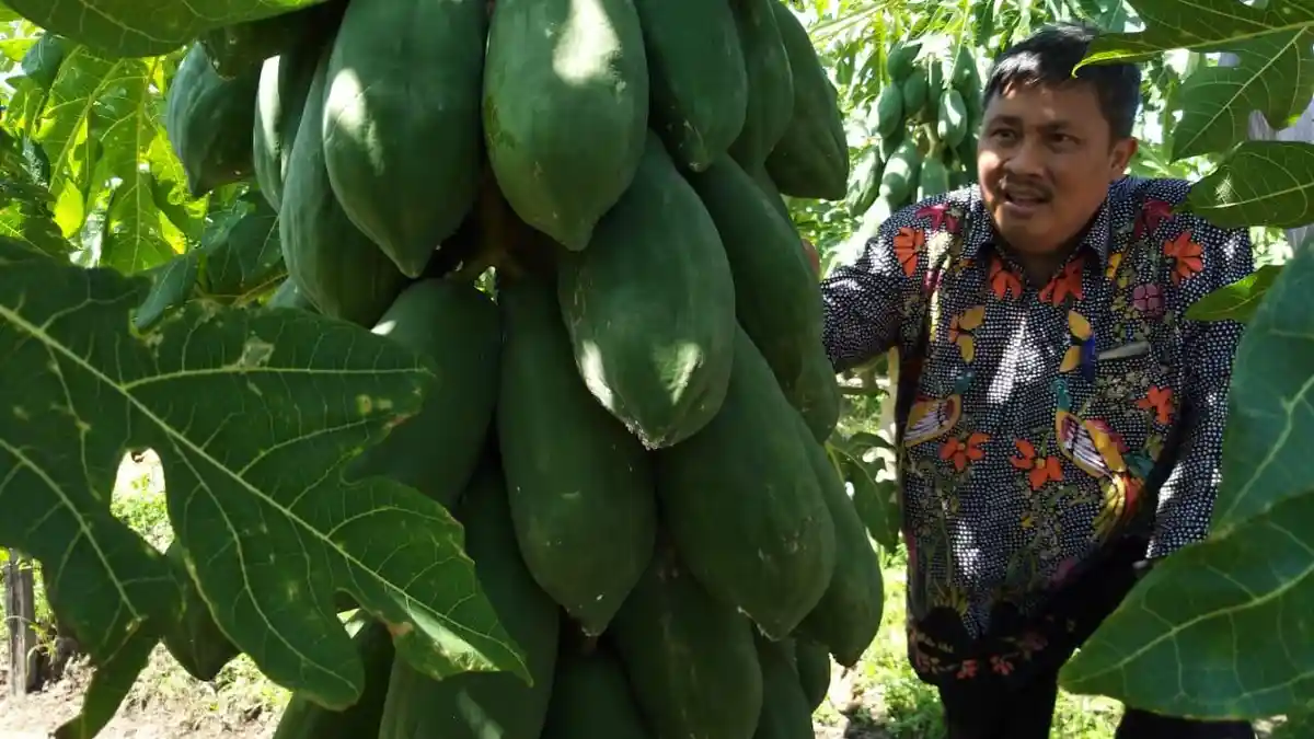 Percepatan Investasi Bidang Pertanian Hortikultura