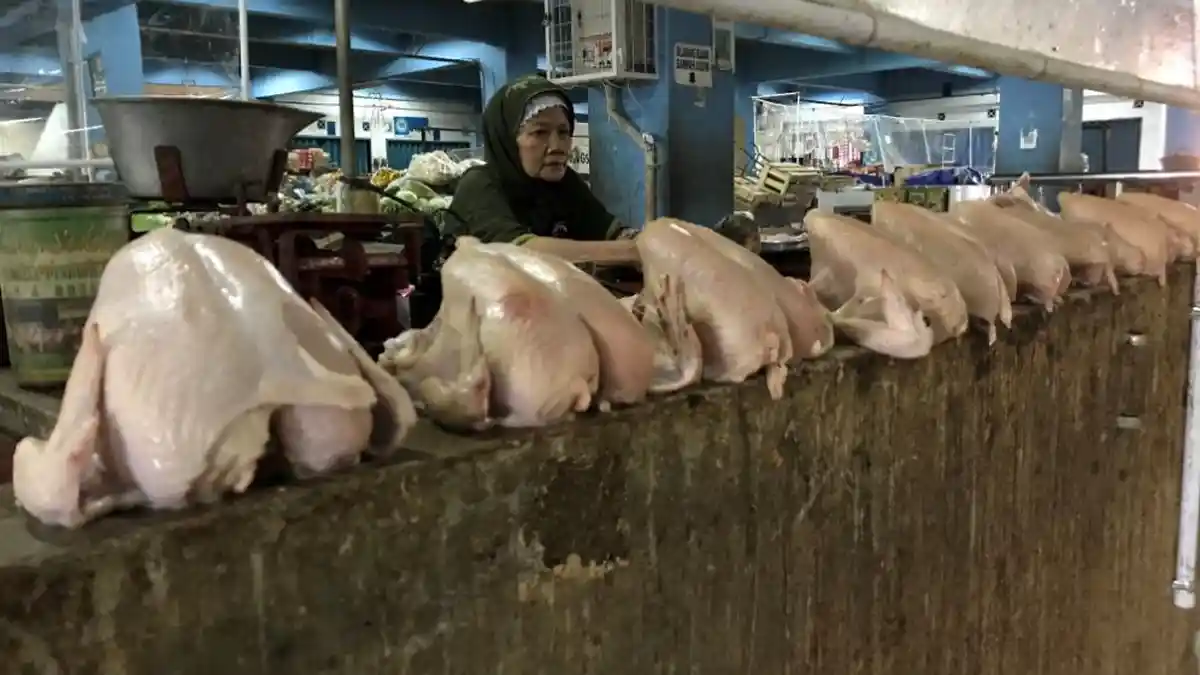 Mengalami Kenaikan Harga di Awal Ramadan, Kini Harga Daging Ayam Terpantau Turun