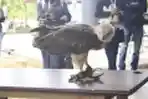 Balai Gakkum Kalimantan Berhasil Ungkap Perdagangan Satwa Burung Dilindungi