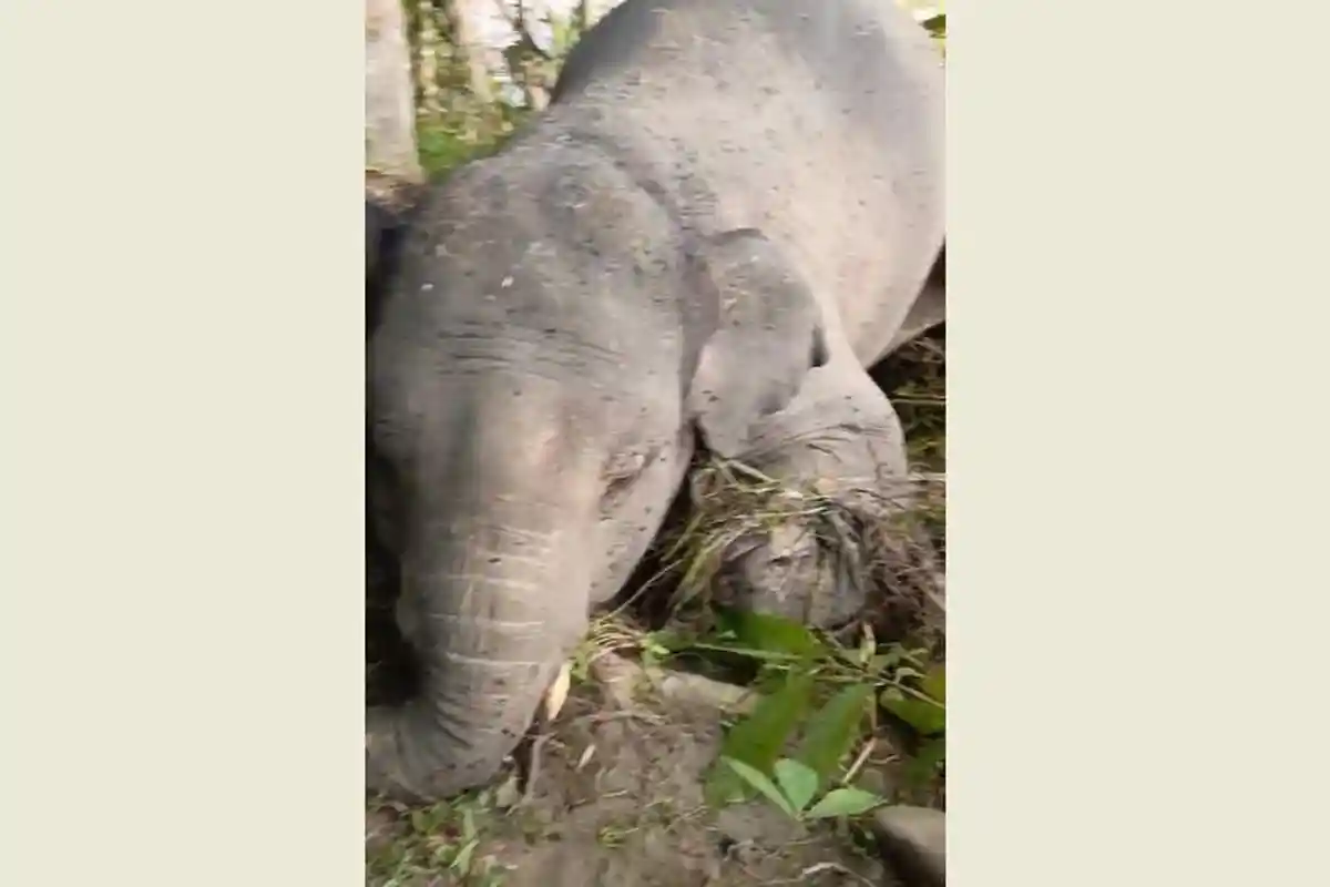 Warga Merangin Temukan Gajah Mati Membusuk di Pinggir Sungai Batang Tabir, Diduga 4 Hari Terdampar