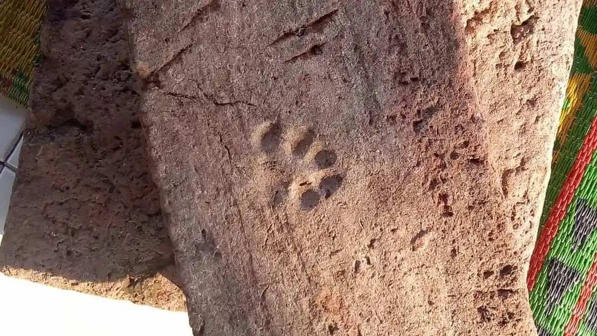 ADA Bukti Sejarah Candi di Indramayu Berupa Batu Bata Kuno Tapak Kaki Anjing, Ternyata Ini Artinya
