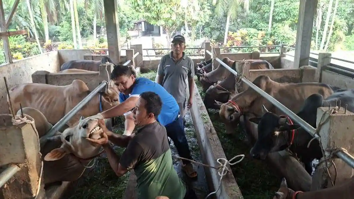 Jelang Idul Adha, Stok Hewan Qurban di Aceh Barat Capai 6.540 Ekor