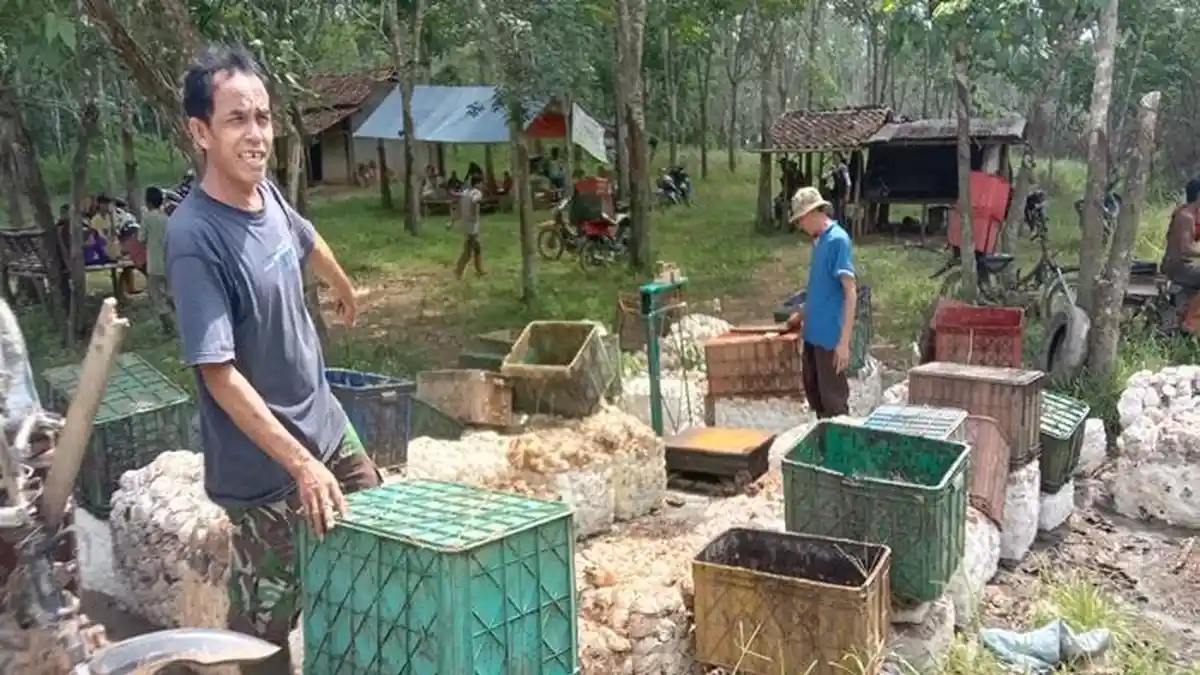 Harga Karet Hari ini di OKU Sumsel Rabu 7 Mei 2025, Bervariasi Kisaran Rp 1.700 – Rp 14.200 per Kg