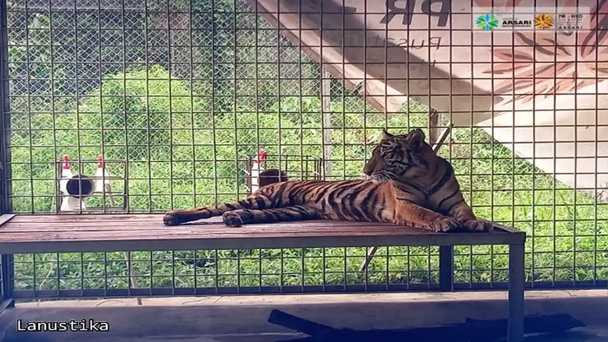 Update Kondisi Kesehatan Harimau yang Serang Warga di Provinsi Riau