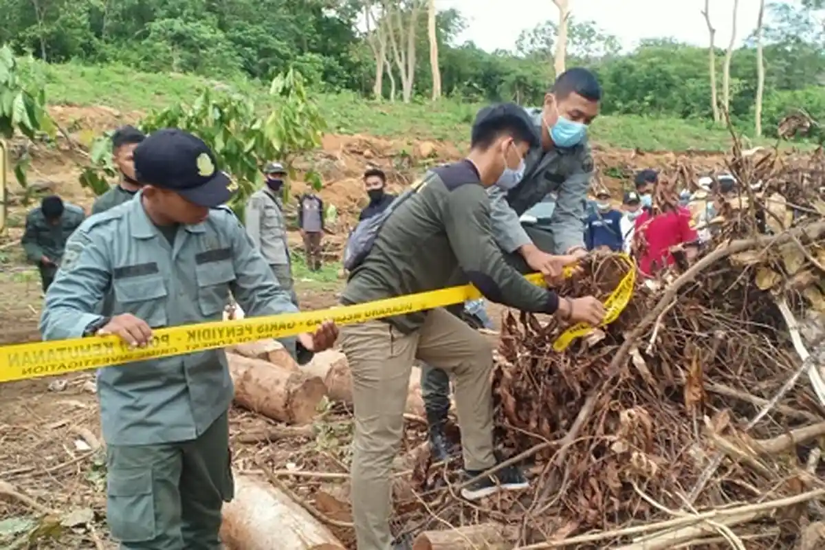Ratusan Kubik Kayu Ilegal Diamankan, Tapi Tak Satupun Penebang Liar di Kalsel Tertangkap