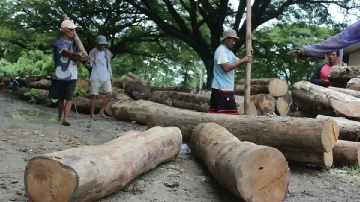 Tebang Kayu Perhutani Demi Beli Beras, Pria Pekerja Keras Ini Terpaksa Mendekam di Penjara