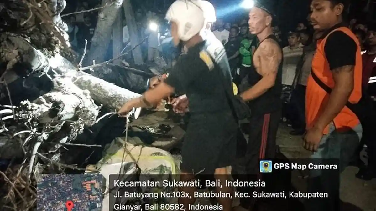 Pohon Tumbang Timpa 7 Orang di Sukawati Gianyar, 1 Tewas di TKP