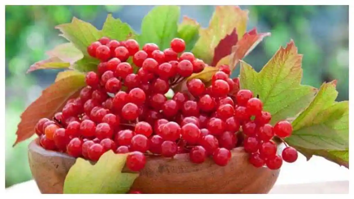 Ternyata Cranberry Memiliki Banyak Manfaat Bagi Kesehatan Tubuh, Diantaranya Bisa Memperkuat Usus
