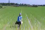 sawah-di-siak.jpg