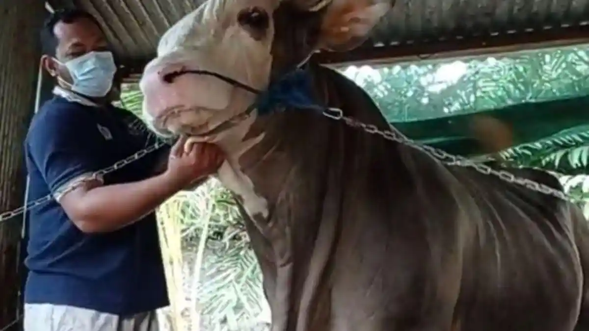 Penampakan Epah, Sapi Kurban dari Konawe Sultra yang Dibeli Presiden Jokowi, Beratnya 1,1 Ton