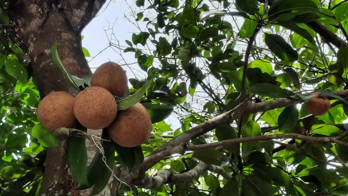 Konsumsi Buah Sawo Sedini Mungkin, Dapatkan Manfaatnya Saat Usia Senja