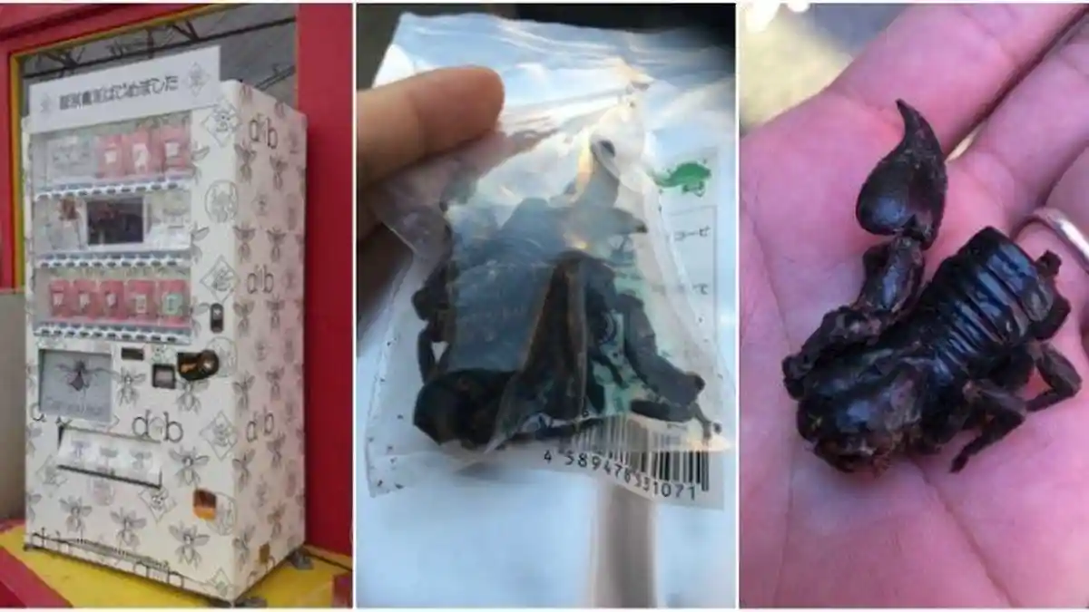 Mesin Penjual Otomatis di Jepang Ini Menjual Serangga yang Bisa Dimakan