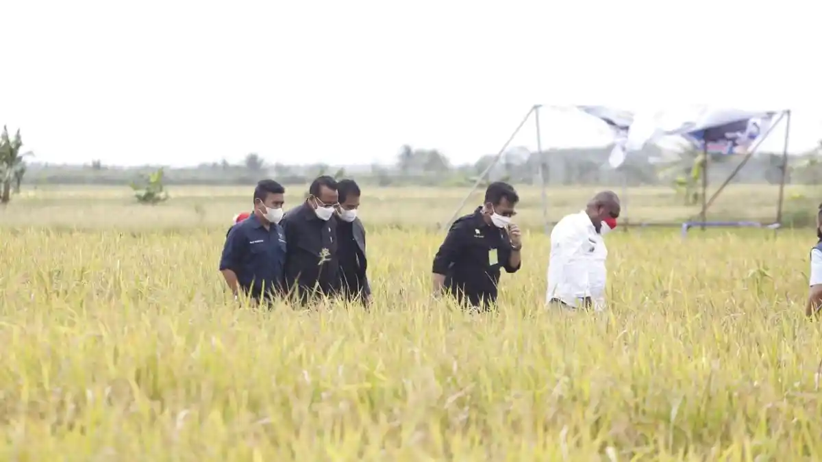 Ekonom INDEF: Sektor Pertanian Adalah Bantalan Resesi