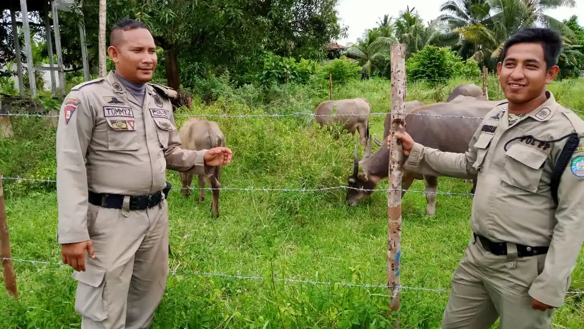 Satpol PP Abdya Tangkap Kerbau, Pemilik Harus Bayar Denda, Teken Perjanjian, Hingga Ternak Dilelang
